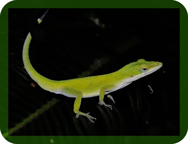 NK세포 활성화와 면역증진 방법은?