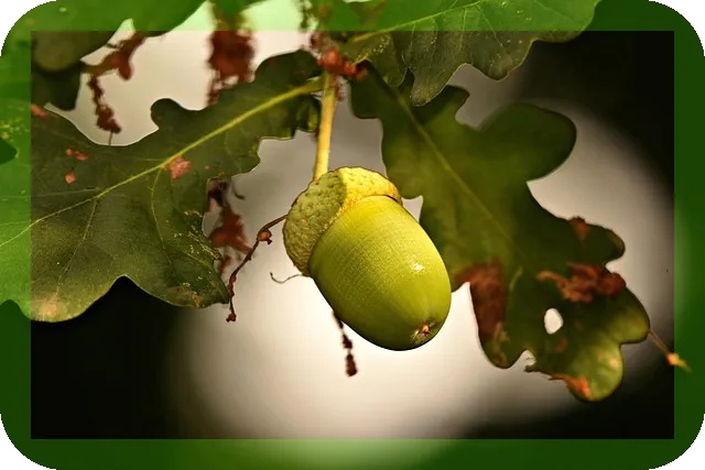 기억력유지에 도움되는 음식조리법, 어떤 음식이 좋을까