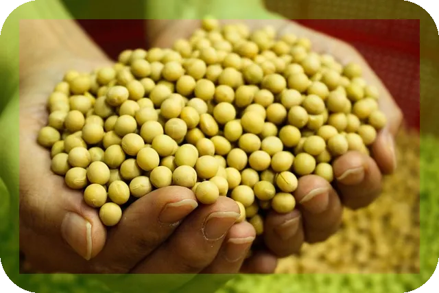 효율적인 단백질 섭취식품 제대로 알기