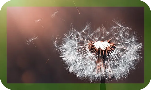 민들레차 효능과 부작용은 무엇인가