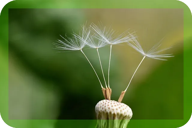 민들레차 효능과 부작용은 무엇인가