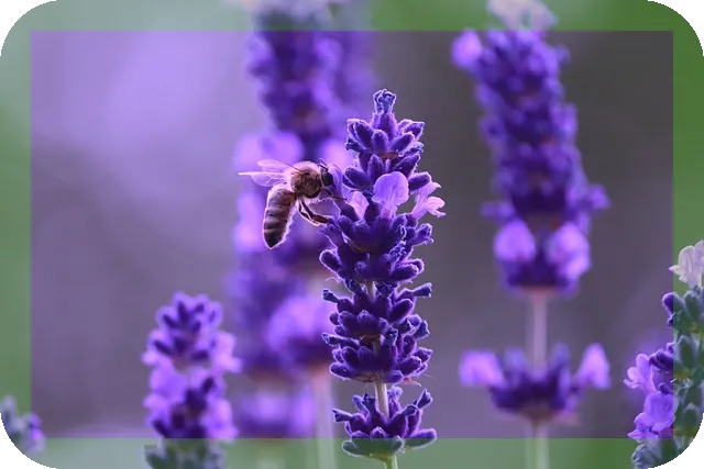 얼그레이 효능과 섭취방법에 따른 효능은?