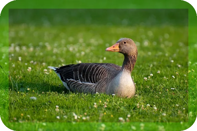 얼그레이 효능과 섭취방법에 따른 효능은?