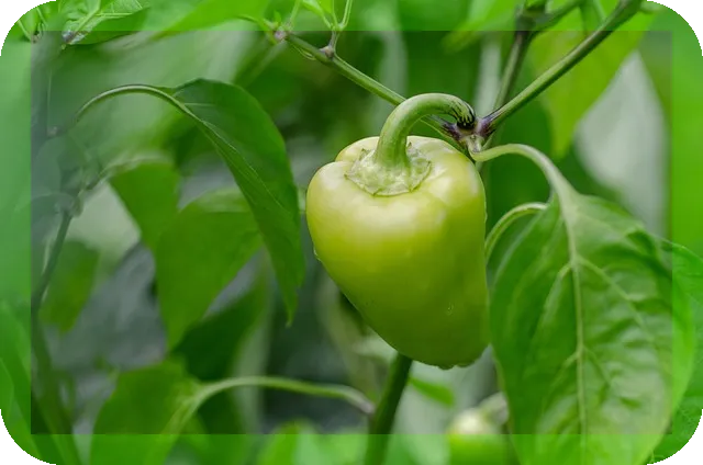 초록파프리카 vs 노란파프리카 차이? 당신의 선택은