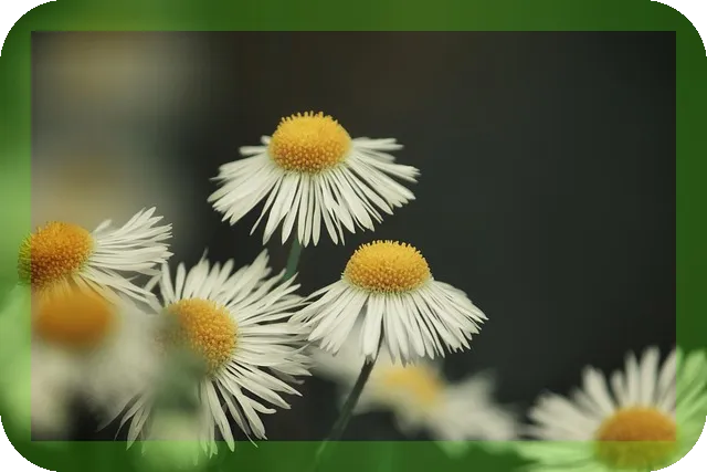 카모마일차의 효능과 꽃잎차 추천으로 피로를 해소하세요