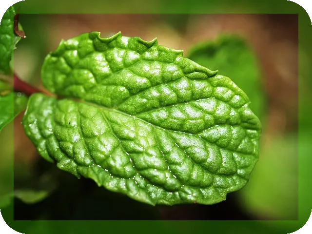 페퍼민트 오일의 효능과 활용법은