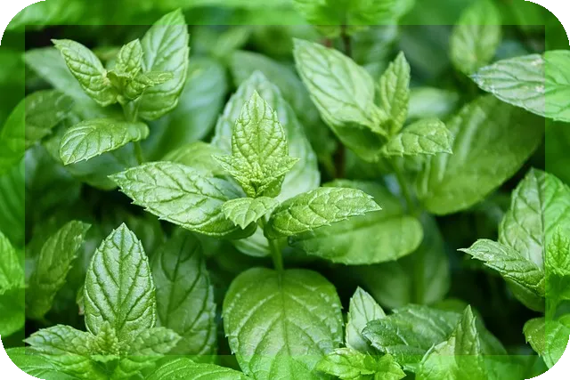 페퍼민트 오일의 효능과 활용법은