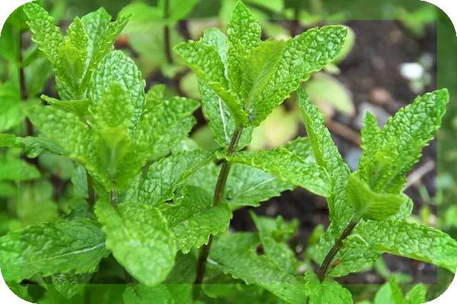 페퍼민트 오일의 효능과 활용법은