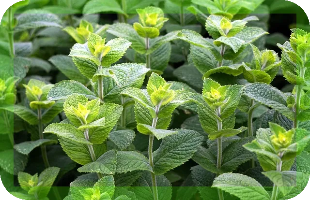 페퍼민트 섭취방법과 효능 매일 건강을 지키는 비결은