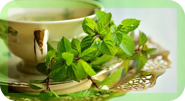 페퍼민트 섭취방법과 효능 매일 건강을 지키는 비결은