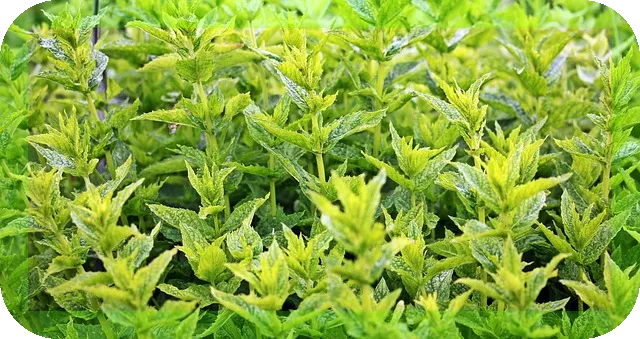 페퍼민트 섭취방법과 효능 매일 건강을 지키는 비결은