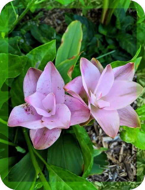 강황이 몸에 주는 이로운점 효과와 올바른 섭취법은?