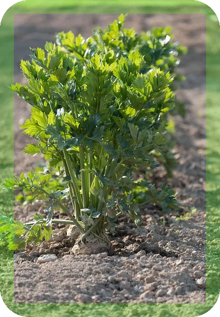 과일 야채 깨끗하게 씻는 여러가지방법으로 세균 걱정 없애기