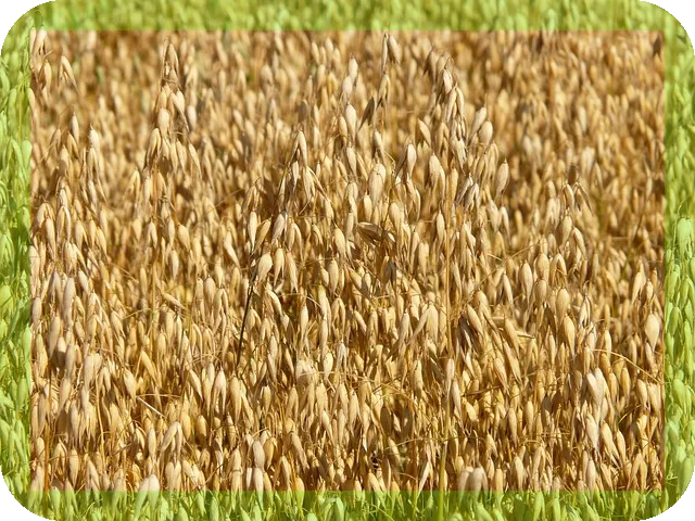 귀리 효능과 다양한 섭취방법 완벽 정리