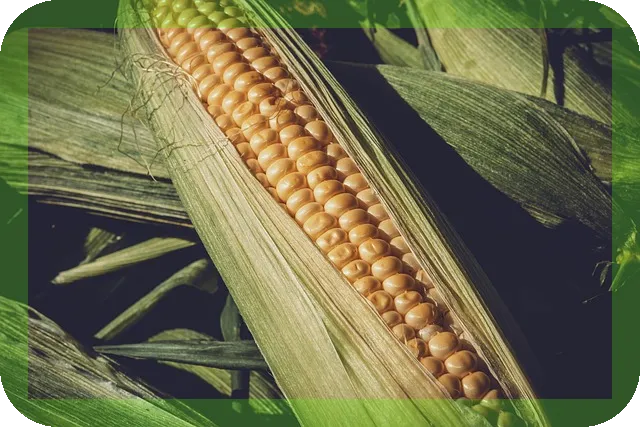 물냉이 효능과 맛있게 조리하는법, 궁금하신가요