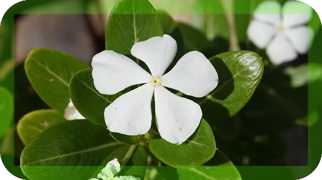 물냉이 효능과 맛있게 조리하는법, 궁금하신가요