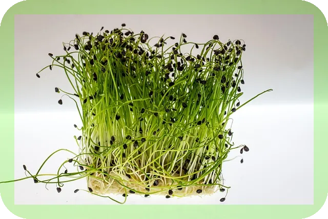 물냉이 효능과 맛있게 조리하는법, 궁금하신가요