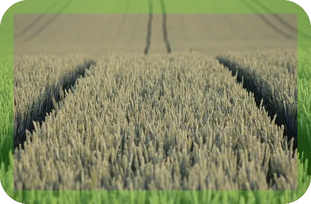 미주노선 1등석or비즈니스석 마일리지로 예매하는 꿀팁