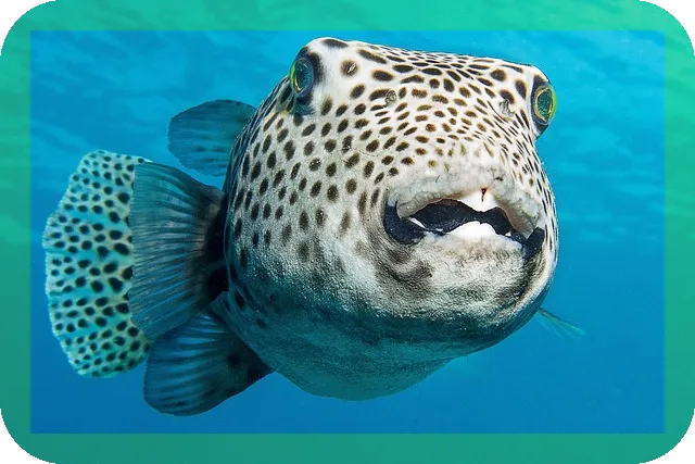 복어국 효능과 영양을 알아볼까요