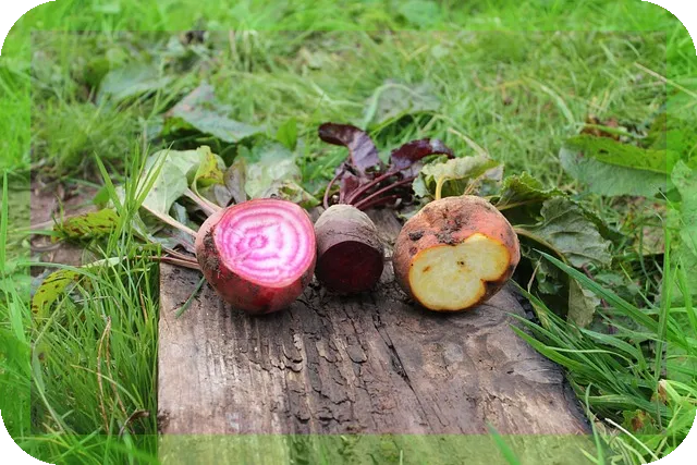 비트효능과 맛있게 섭취하는법과 주의점은 무엇일까