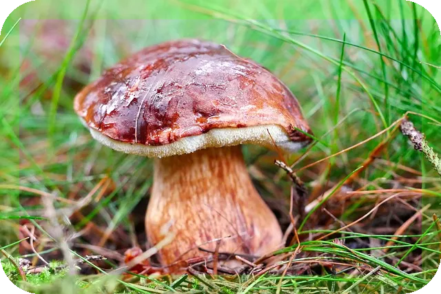 새송이버섯 효능과 맛있는 조리법 이렇게 활용해보세요