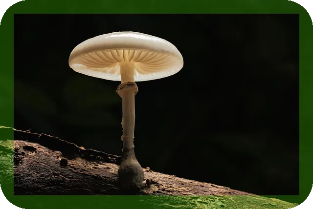 잠을 잘자야 오래 사는 이유, 수명과 건강은?