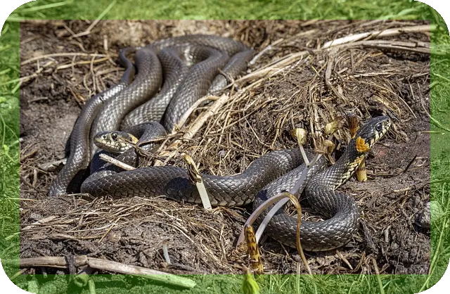 잠을 잘자야 오래 사는 이유, 수명과 건강은?