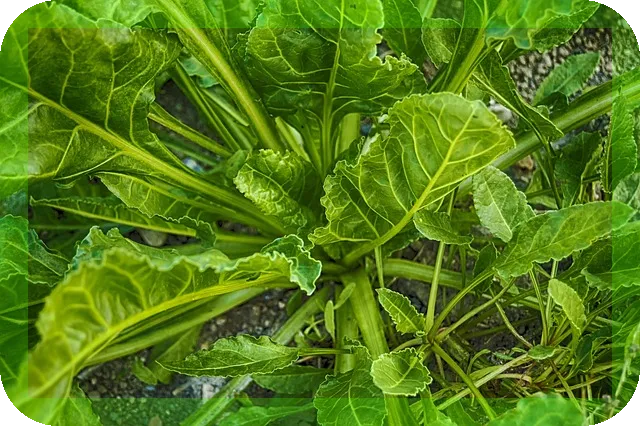 시금치의 효능과 맛있게 조리하는법 소개