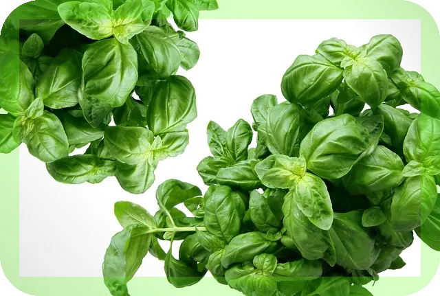 시금치의 효능과 맛있게 조리하는법 소개