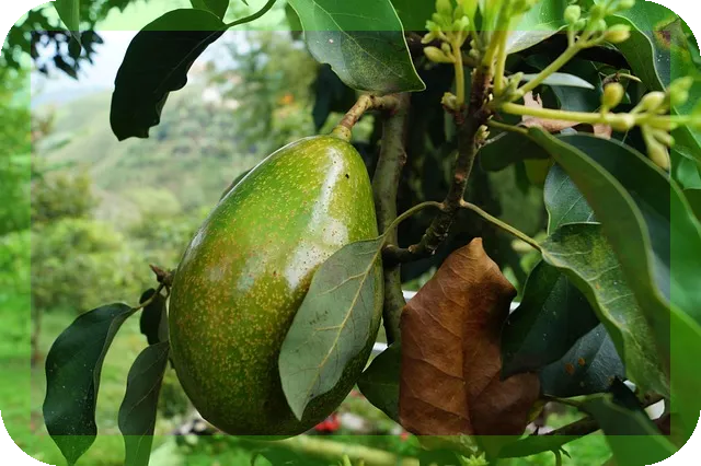 아보카도와 바나나로 만드는 건강한 간식 팁은?