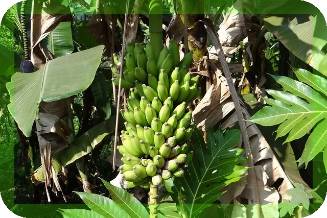 아보카도와 바나나로 만드는 건강한 간식 팁은?