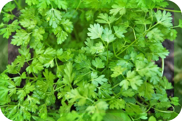 아스타잔틴 영양제 효능과 섭취방법 알려드립니다