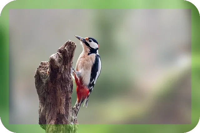 아스타잔틴 영양제 효능과 섭취방법 알려드립니다