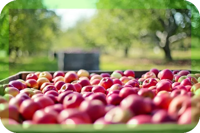 사과가 아침에 먹으면 좋은 이유, 진짜일까