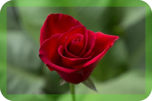 사과가 아침에 먹으면 좋은 이유, 진짜일까