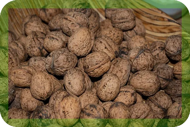 오메가3 제대로 알고 먹기 건강에 필수인가