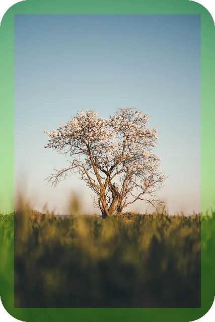 체리가 몸에 주는 효능과 영양, 궁금하지 않나요