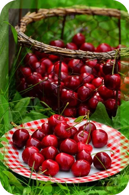 체리가 몸에 주는 효능과 영양, 궁금하지 않나요