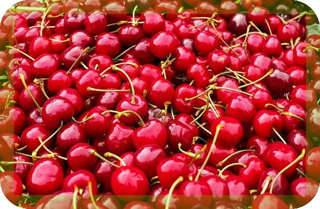 체리가 몸에 주는 효능과 영양, 궁금하지 않나요