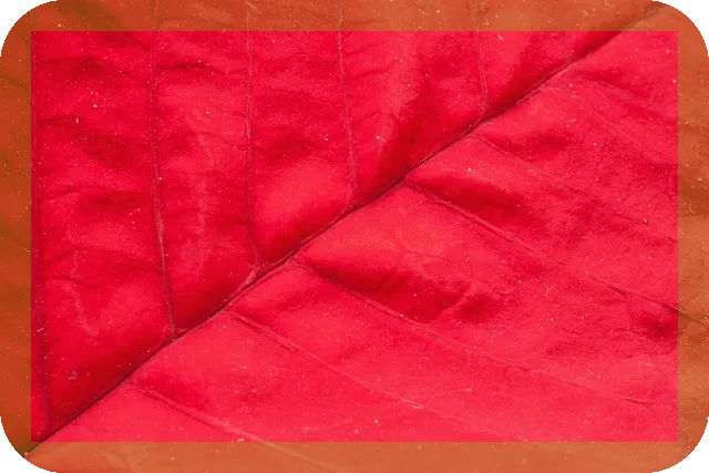 항노화와 장수의 비결인 체리, 건강하게 오래 살려면?