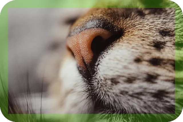 코가 건조해질때 해결방법으로 비염 완화하는 법은?