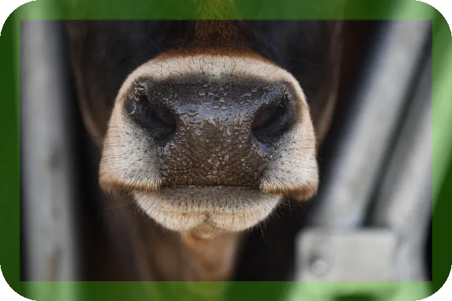 코가 건조해질때 해결방법으로 비염 완화하는 법은?