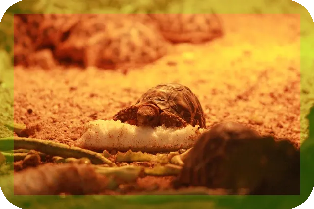 한약다이어트 장단점과 주의점은 무엇일까