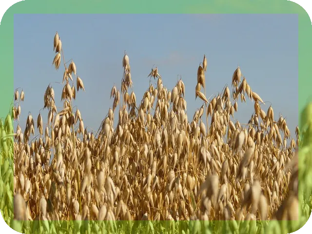 귀리의 효능과 맛있게 먹는법 궁금하신가요