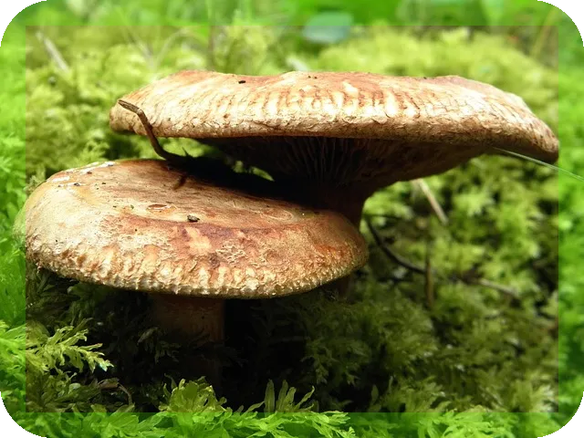 귀리의 효능과 맛있게 먹는법 궁금하신가요