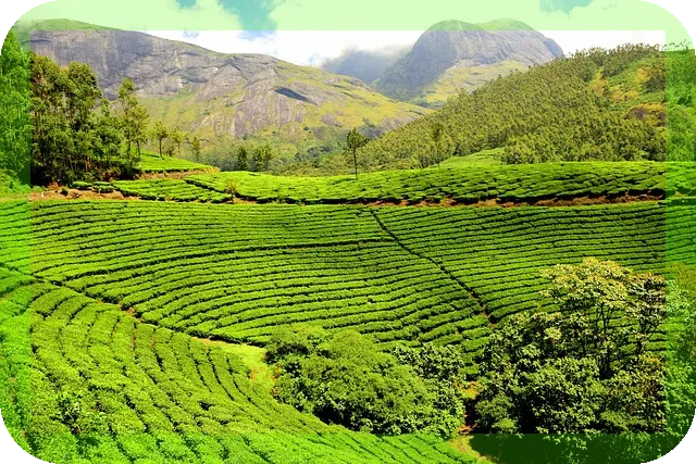 녹차의 효능과 건강상식은 무엇일까