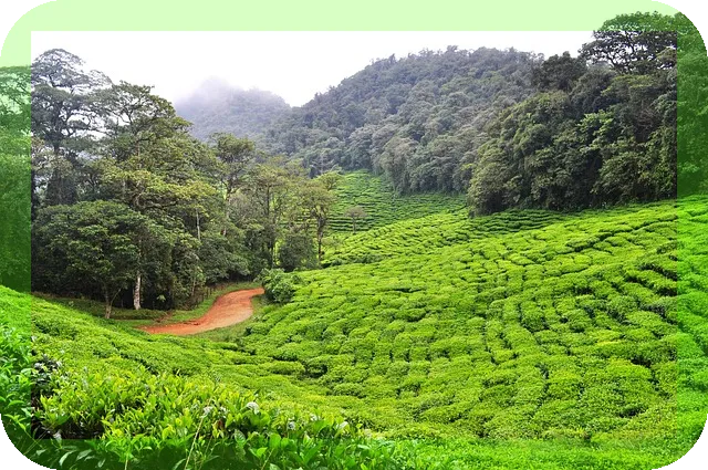 녹차의 효능과 건강상식은 무엇일까