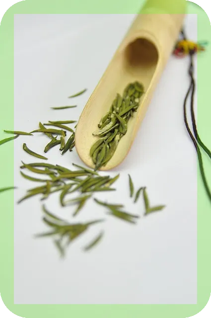 녹차의 효능과 건강상식은 무엇일까