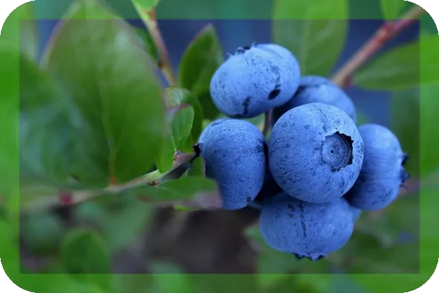 블루베리의 적정 섭취량은? 효과는 무엇인가