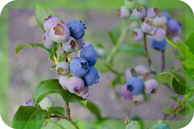블루베리의 적정 섭취량은? 효과는 무엇인가